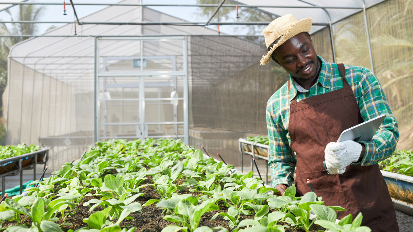 Black African gardeners using digital tablets in the vegetable farms.